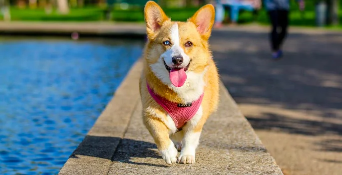 Divertiamoci con il cane